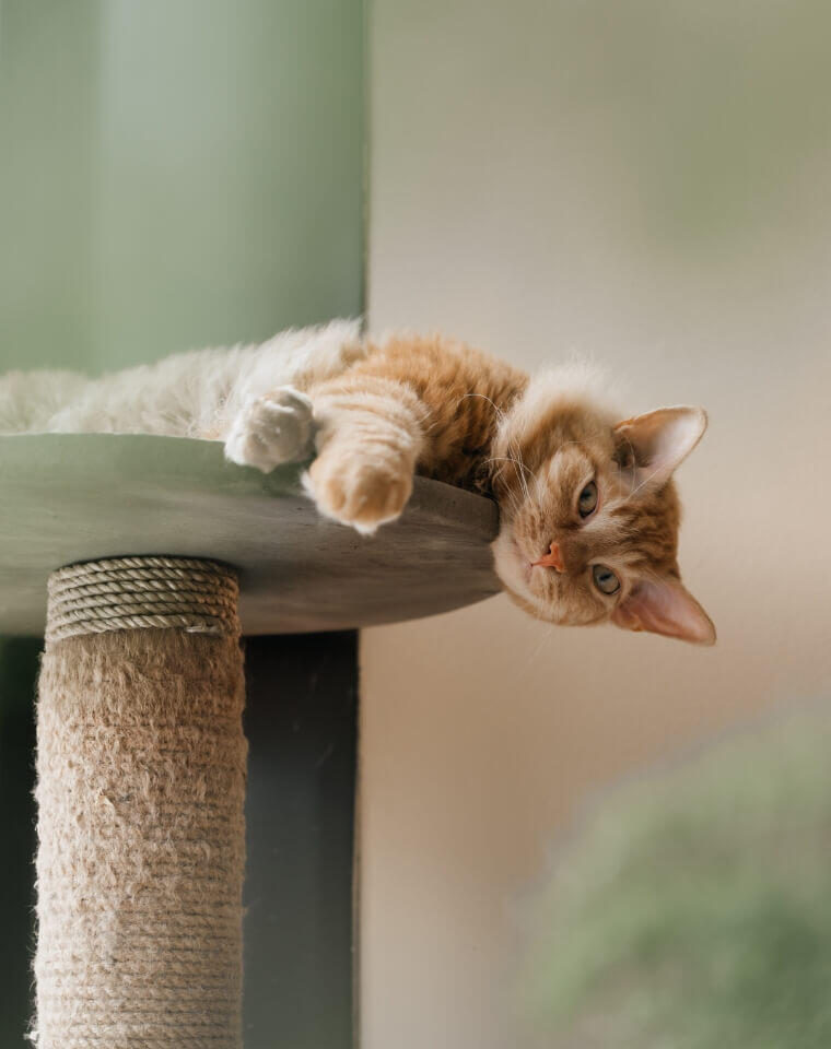 趴在貓跳台的貓咪