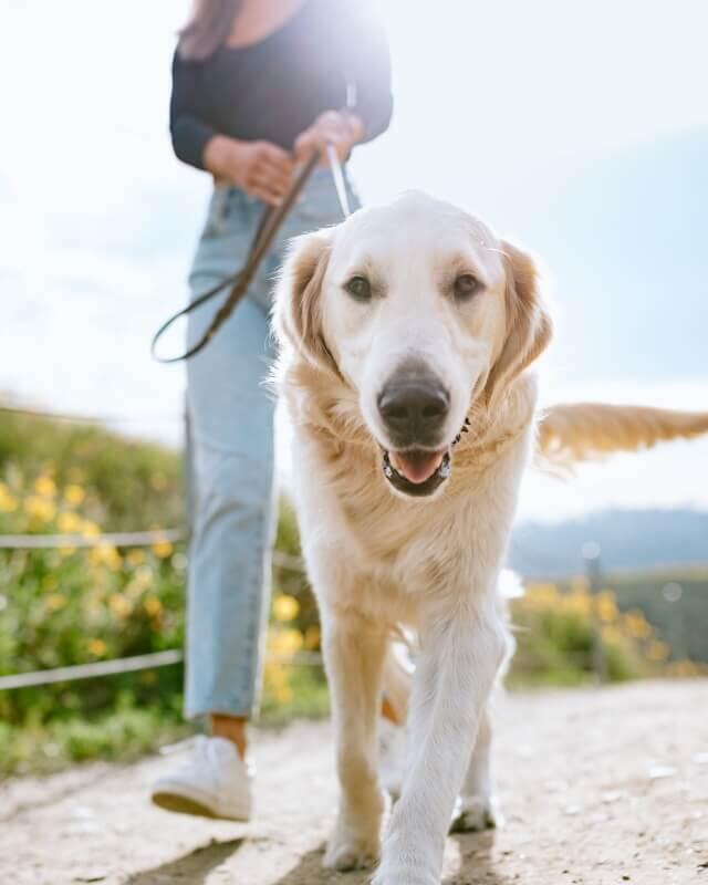 帶去散步的狗狗