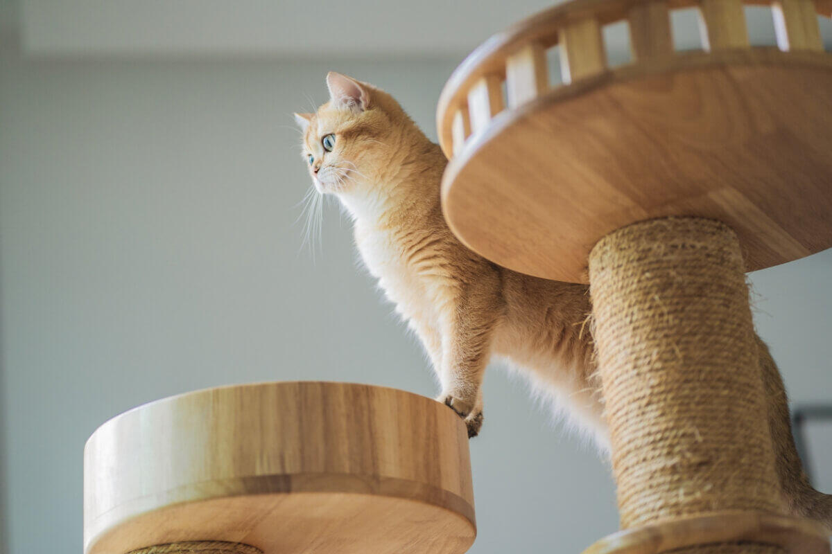 貓咪站在貓跳台上