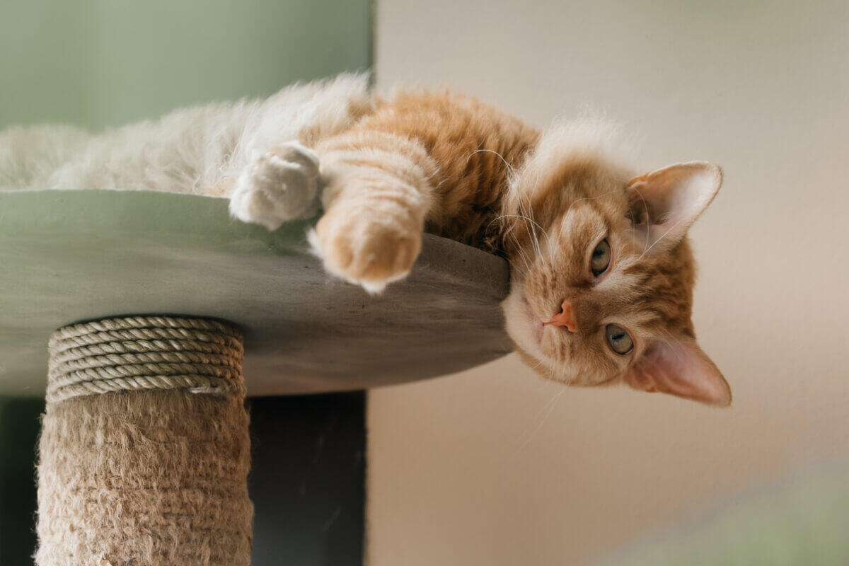 貓咪趴在貓跳台上