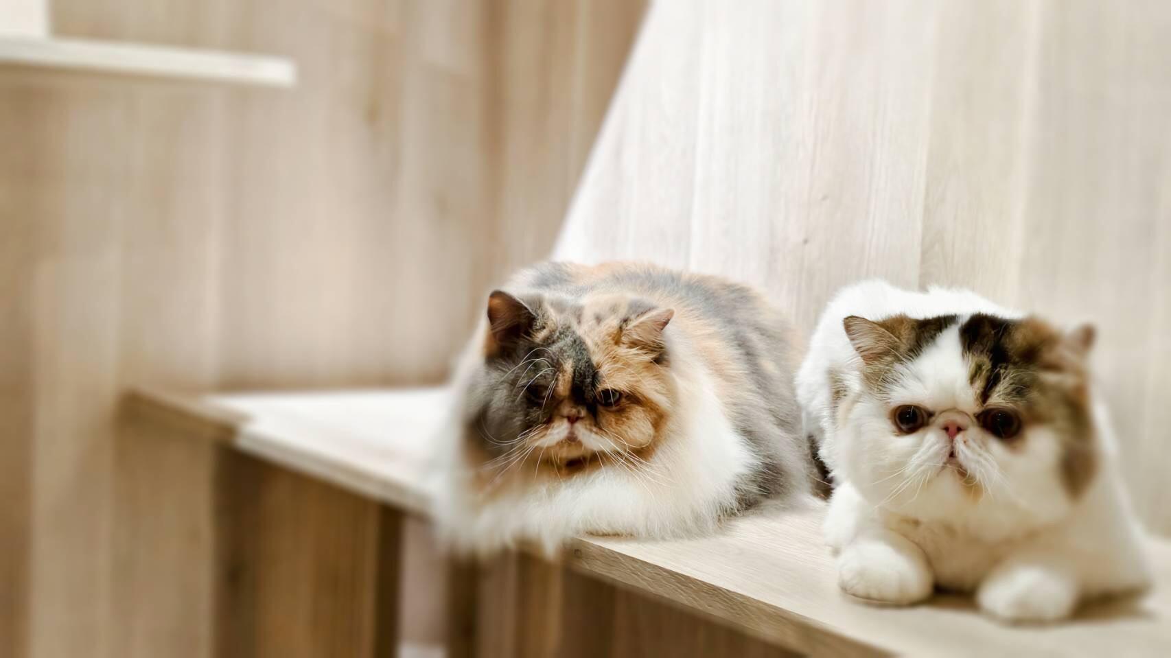 VIP | 貓咪寵物旅館房型