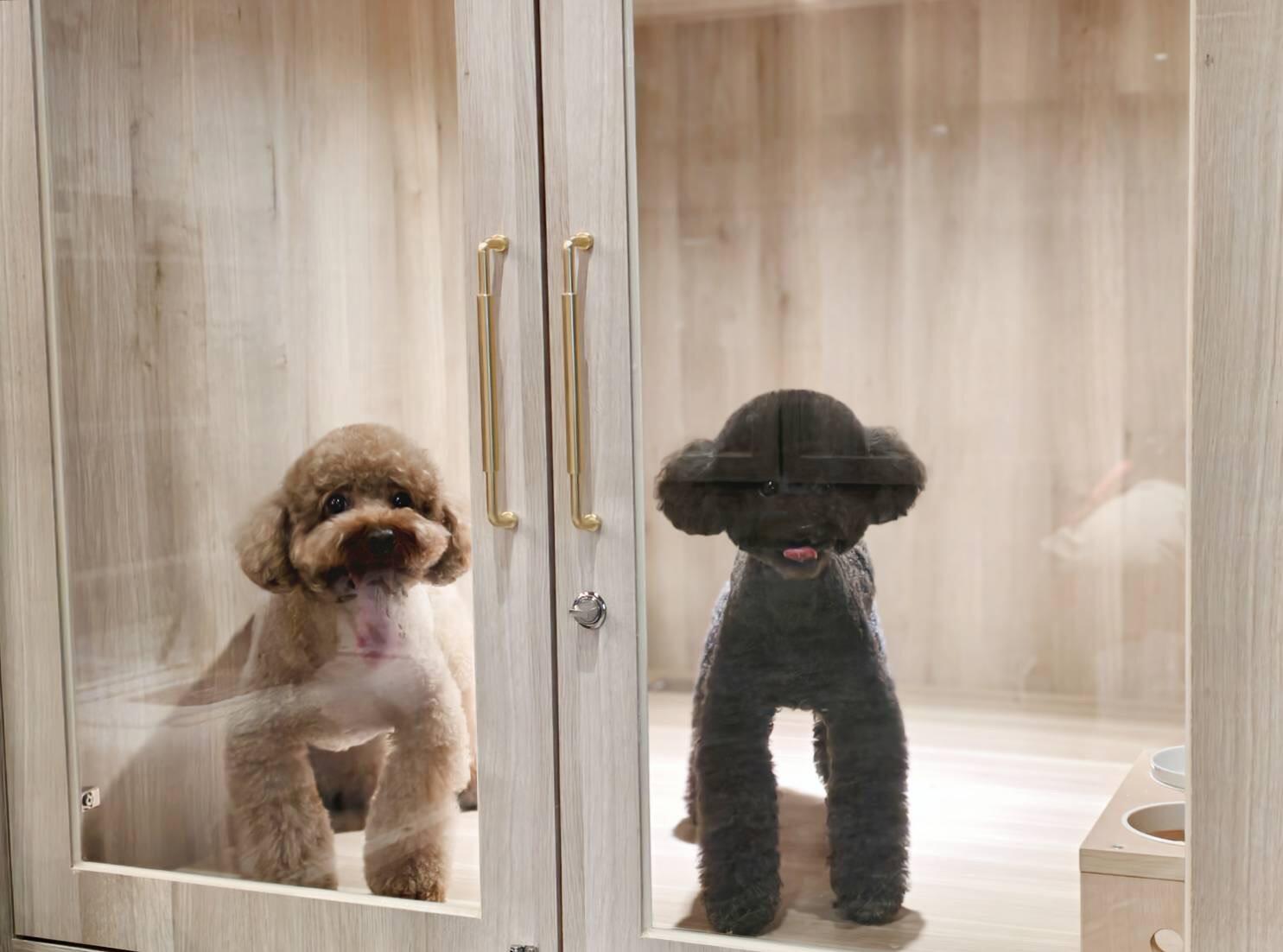 汪汪樓閣 | 狗狗寵物旅館房型