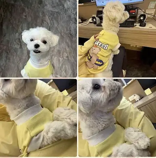 寵物住宿好評推薦