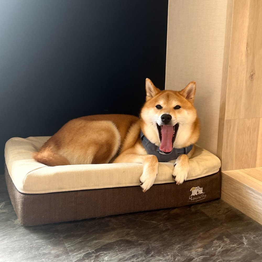 狗狗趴在睡墊上