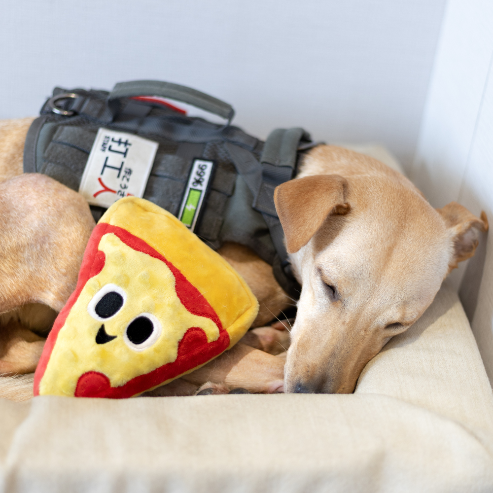 狗狗安心睡在床墊上