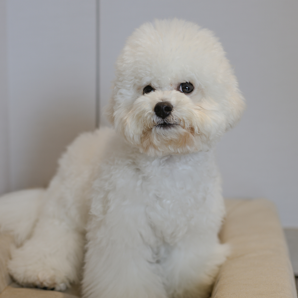 寵物住宿好評推薦