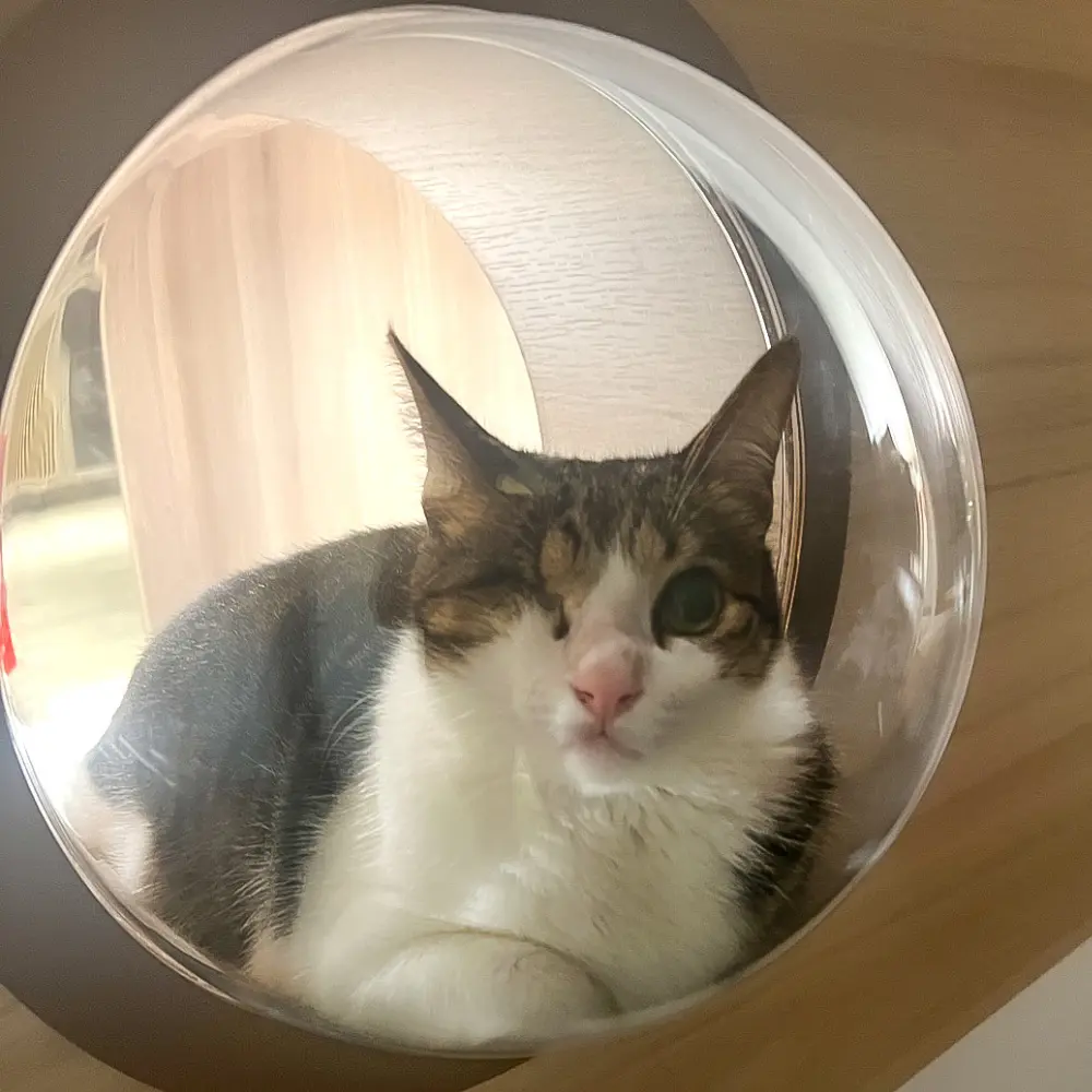 貓咪在半封閉洞穴式遊戲空間