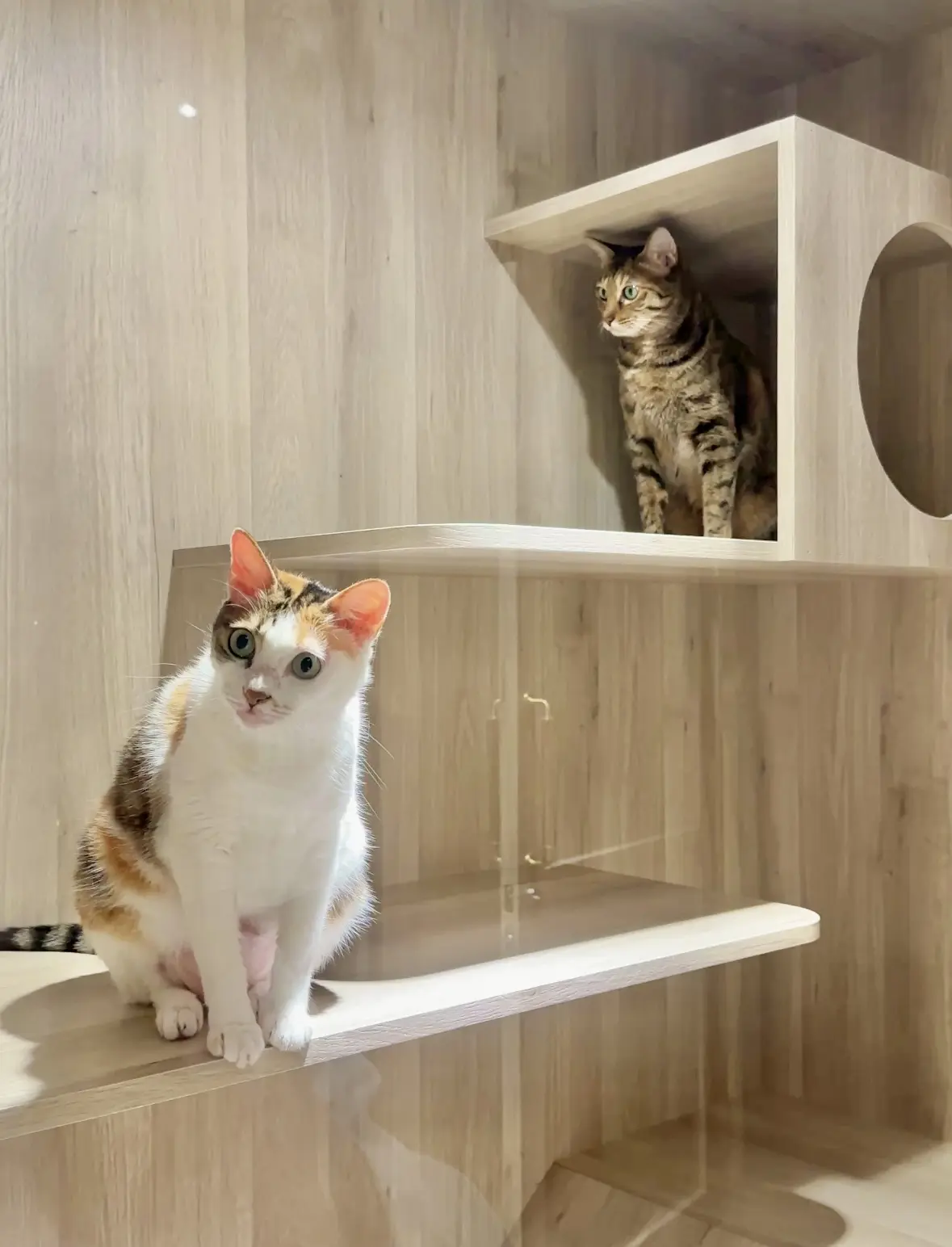 兩隻貓咪在雙房系列寵物旅館房型