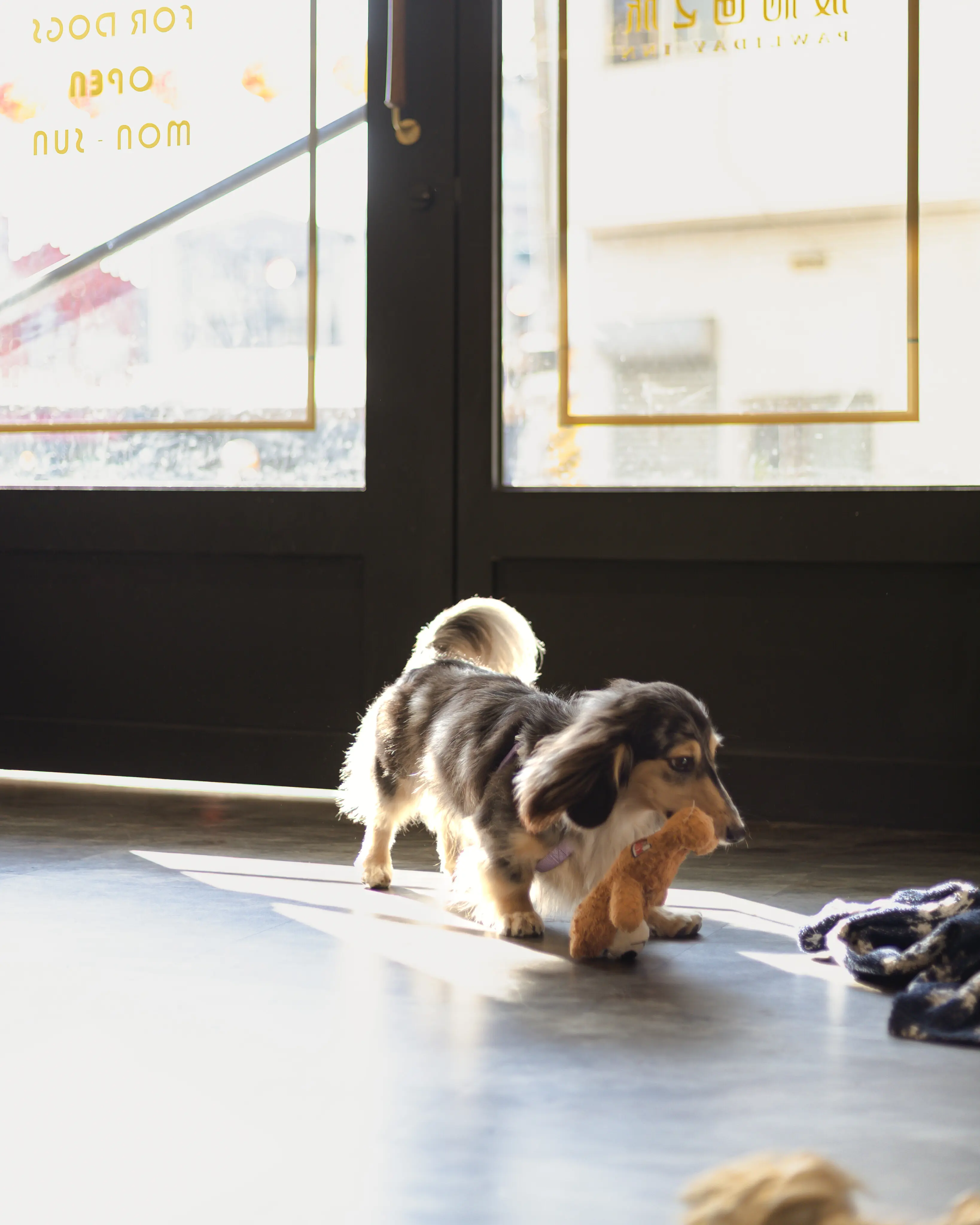 狗狗在咬寵物玩具